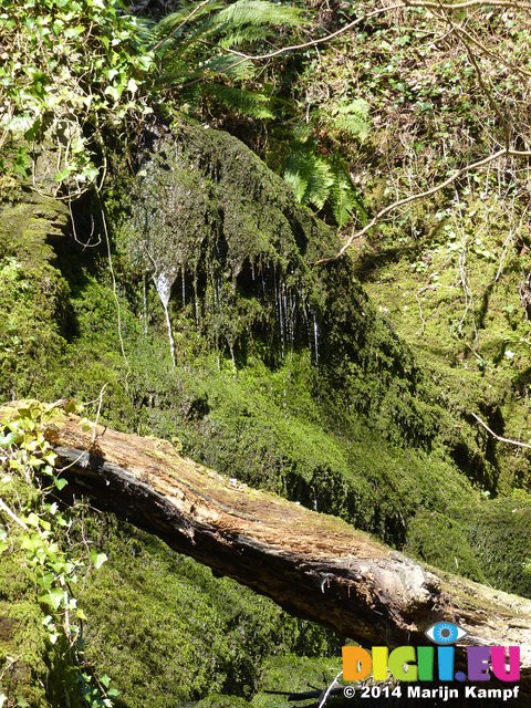 FZ004164 Small waterfall covered in moss